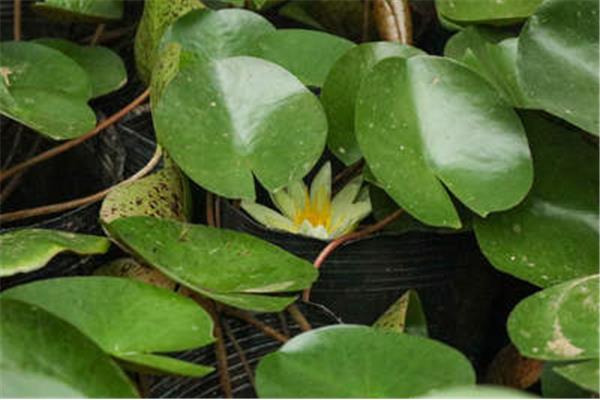 睡莲种植方法