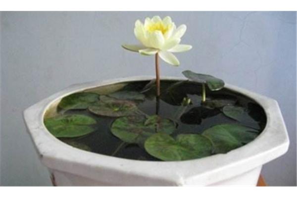 睡莲种植方法
