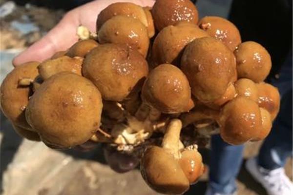 蘑菇的读音