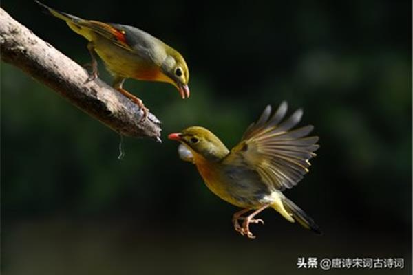 写动物的诗