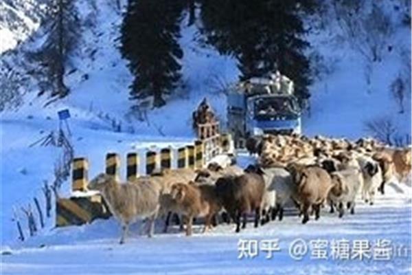 冬牧场读后感