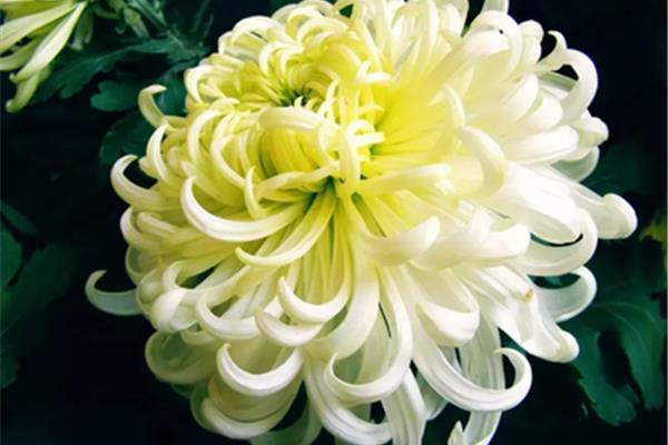写菊花的诗句