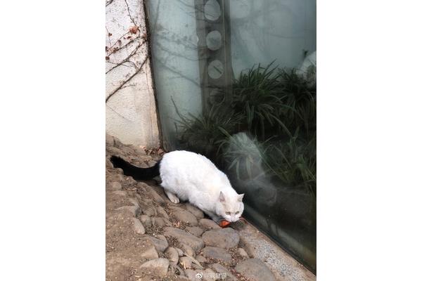 雪里拖枪猫
