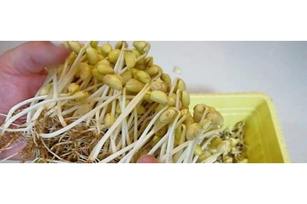 黄豆发芽过程