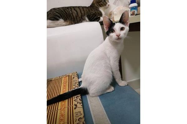 雪里拖枪猫