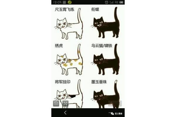 雪里拖枪猫