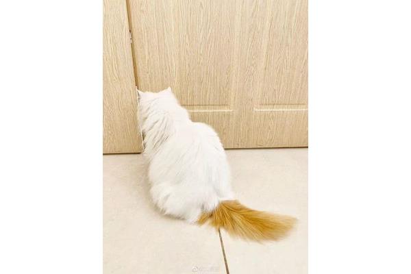 雪里拖枪猫