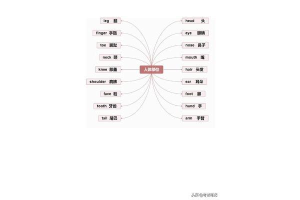 尾巴英语单词