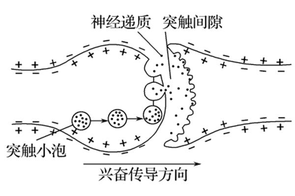 突触传递过程