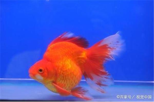 金鱼会冬眠吗
