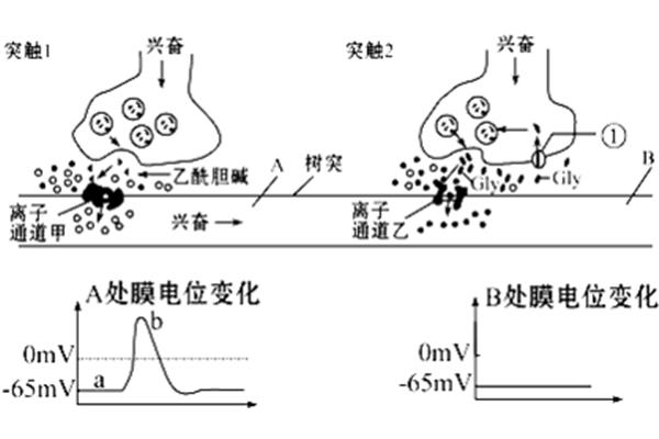 突触传递过程