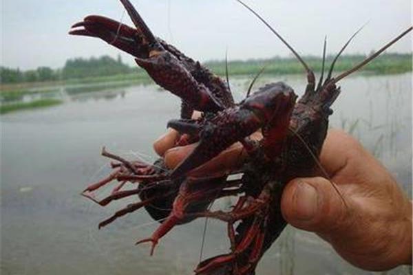 龙虾怎么养殖