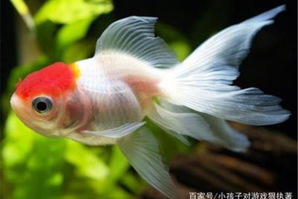 金鱼会冬眠吗