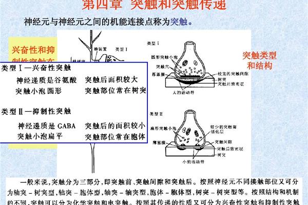 突触传递过程