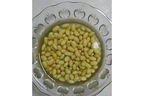 黄豆发芽过程