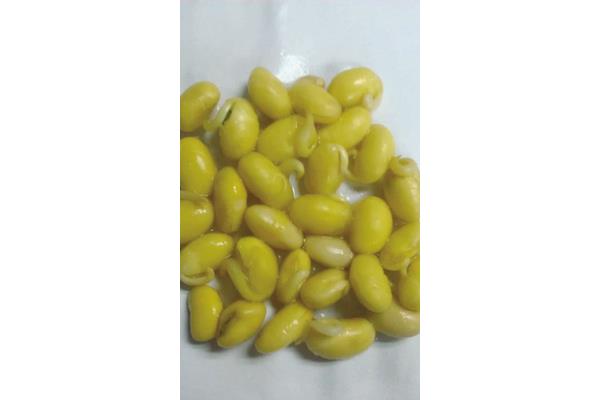 黄豆发芽过程