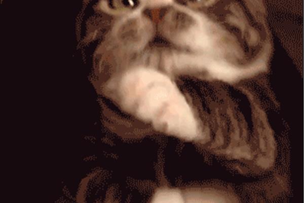 假如我是一只猫