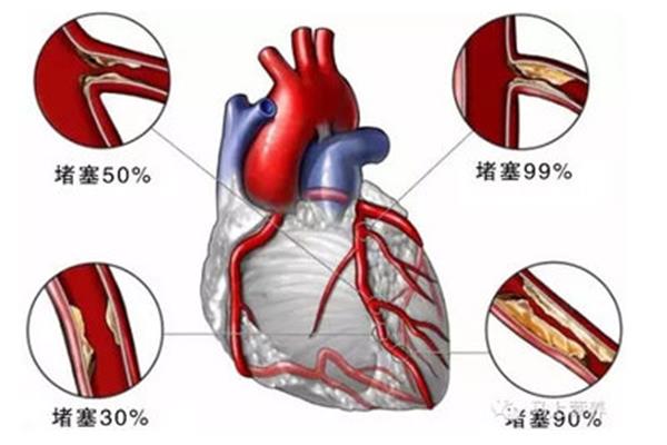 人体的血液循环