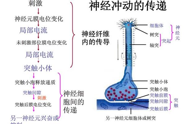 突触传递过程