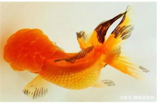 金鱼会冬眠吗