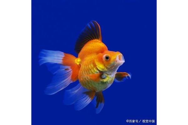 金鱼会冬眠吗