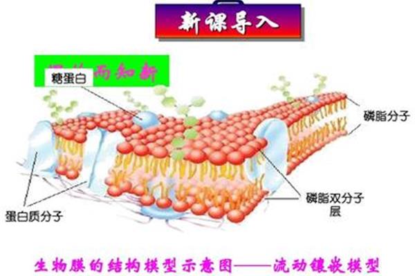 生物膜结构