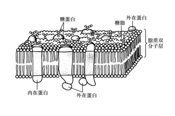 生物膜结构