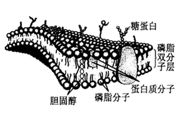 生物膜结构