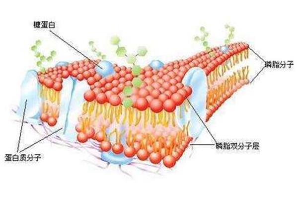 生物膜结构