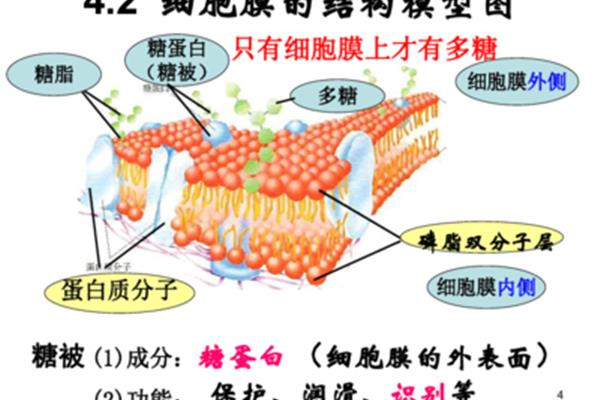 生物膜结构
