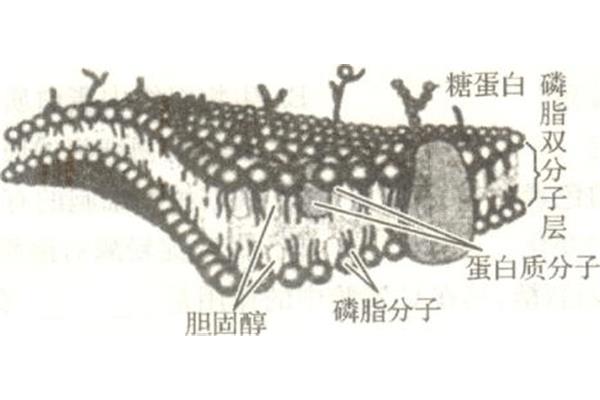 生物膜结构
