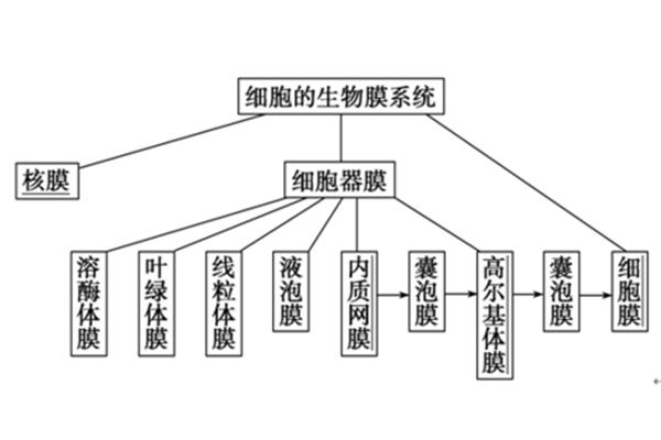 生物膜结构