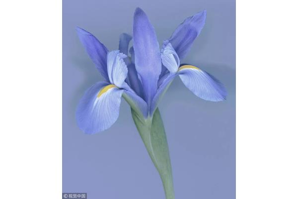 鸢尾的花语