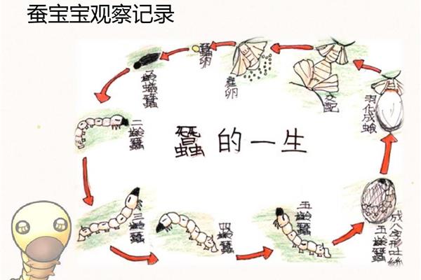 蚕宝宝的一生