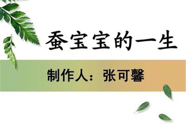 蚕宝宝的一生