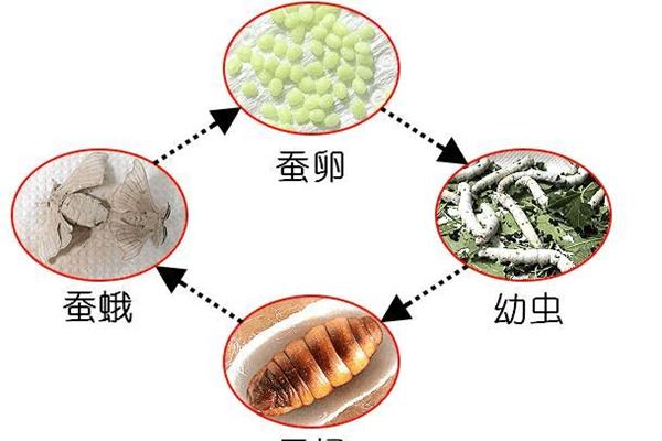 蚕宝宝的一生