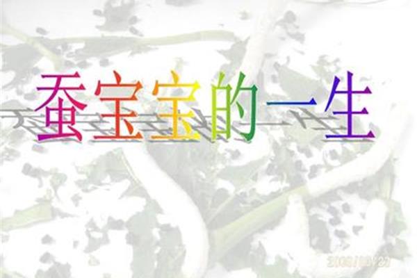 蚕宝宝的一生