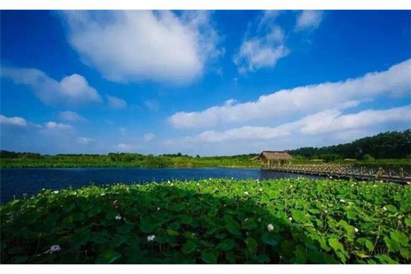 泰州溱湖湿地公园