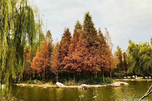 什么样的树林