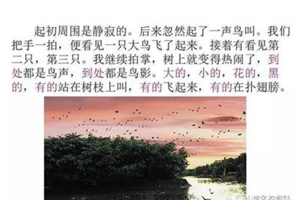 小鸟的天堂