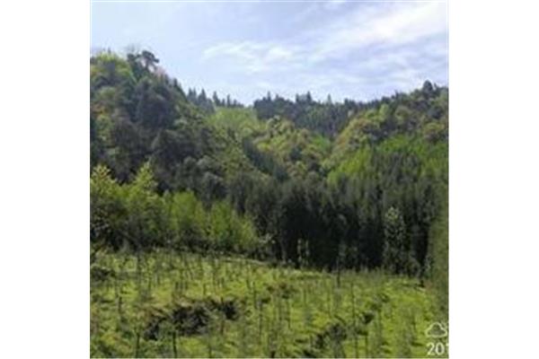 什么样的树林