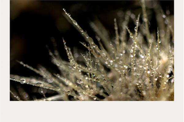 飞珠溅玉的意思
