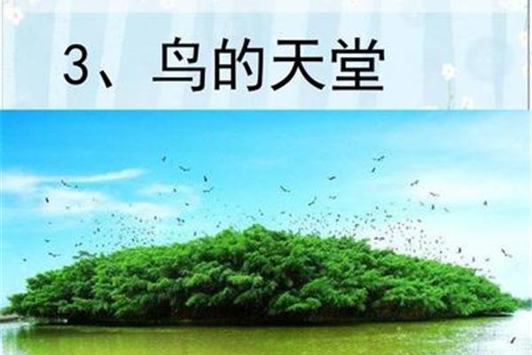 小鸟的天堂