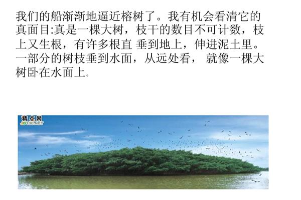 小鸟的天堂