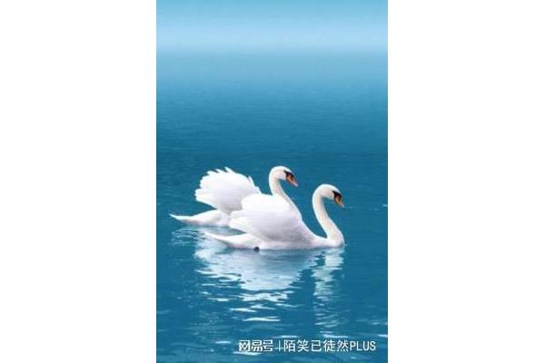 六只天鹅的故事