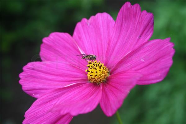 小蜜蜂采花蜜