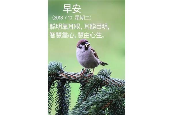 阳光的句子