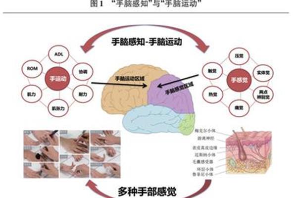 本体感觉包括哪些