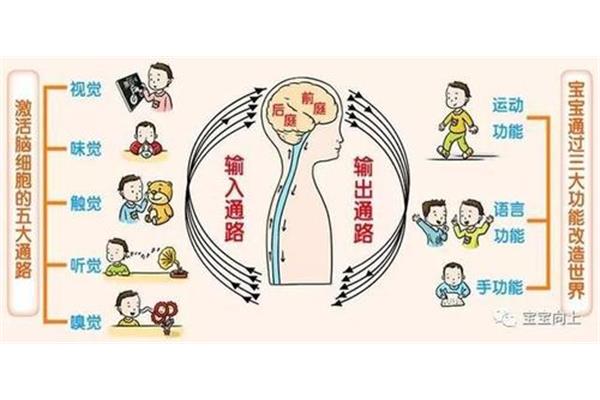 本体感觉包括哪些