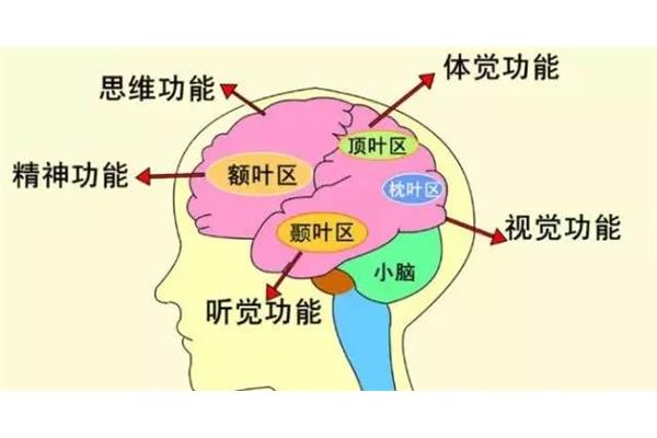 本体感觉包括哪些